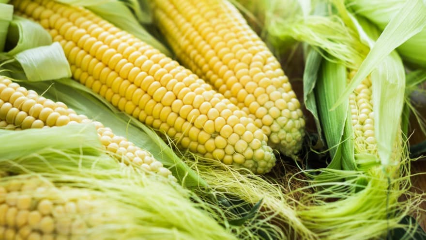 Kukuruz šećerac - Gajenje po organskim principima