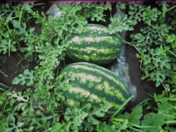 Gajenje lubenice i dinje na malč foliji i u niskim tunelima