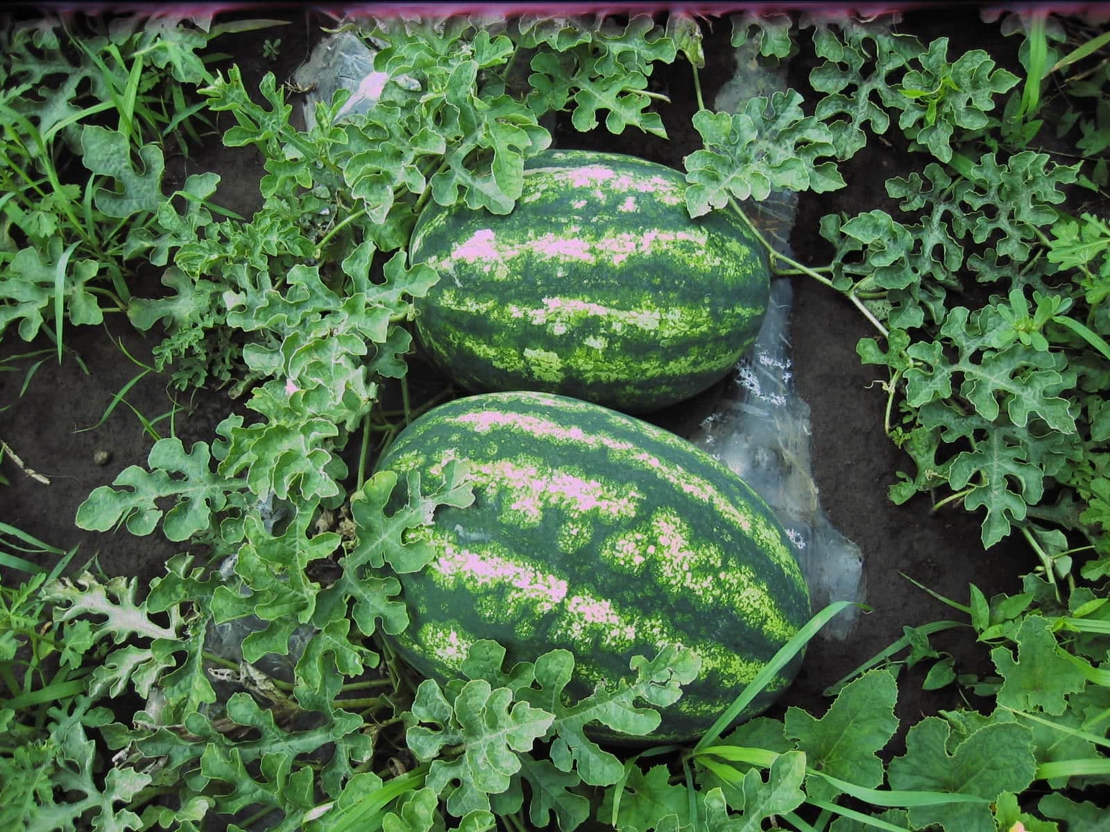 Uzgoj lubenice na otvorenom