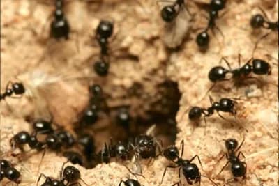 Da li ste znali da su mravi veoma korisni insekti u bašti?