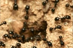 Da li ste znali da su mravi veoma korisni insekti u bašti?