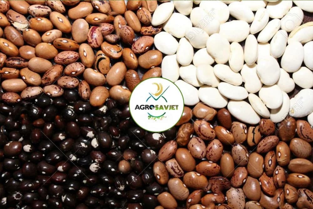 Da li PASULJ treba đubriti? Gdje se griješi prilikom sjetve pasulja