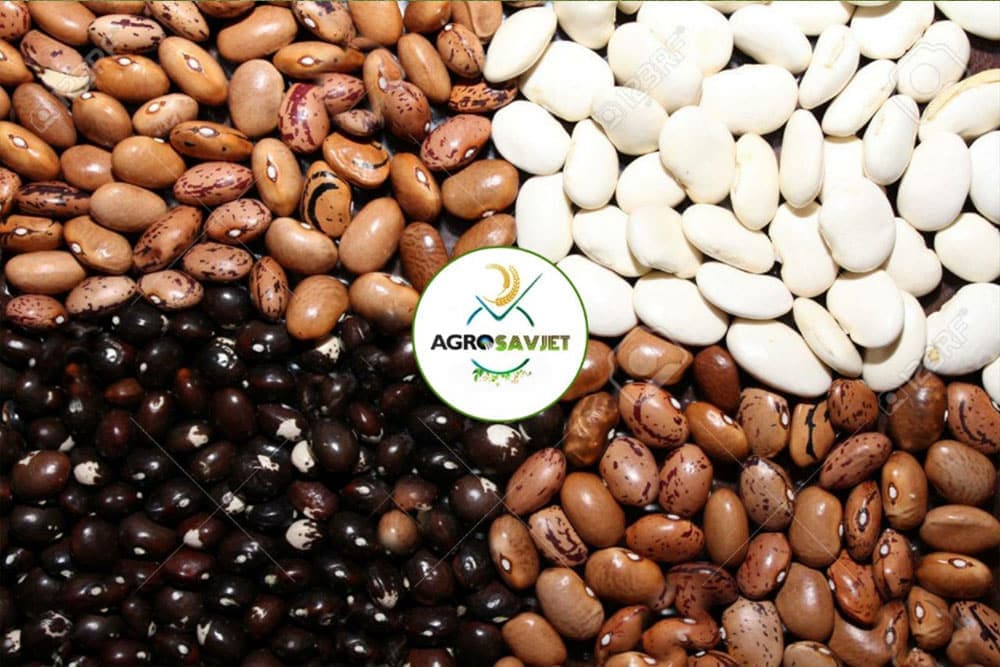 Da li PASULJ treba đubriti? Gdje se griješi prilikom sjetve pasulja