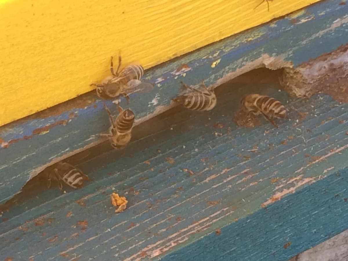 Nema pomora pčela u BiH