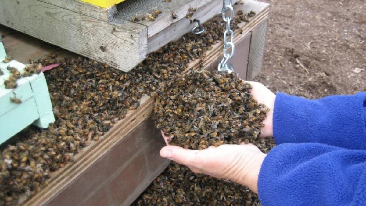 Simptomi trovanja pčela