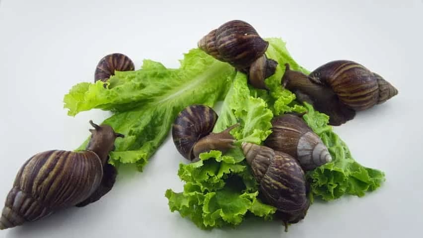 Riješite se puževa u vrtu na prirodan način