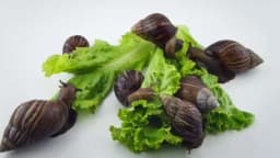 Riješite se puževa u vrtu na prirodan način