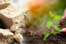 Đubrivo od kvasca - Kako se priprema i upotrebljava?