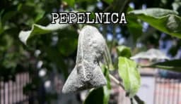 Pepelnica jabuke i kruške - ZAŠTITA