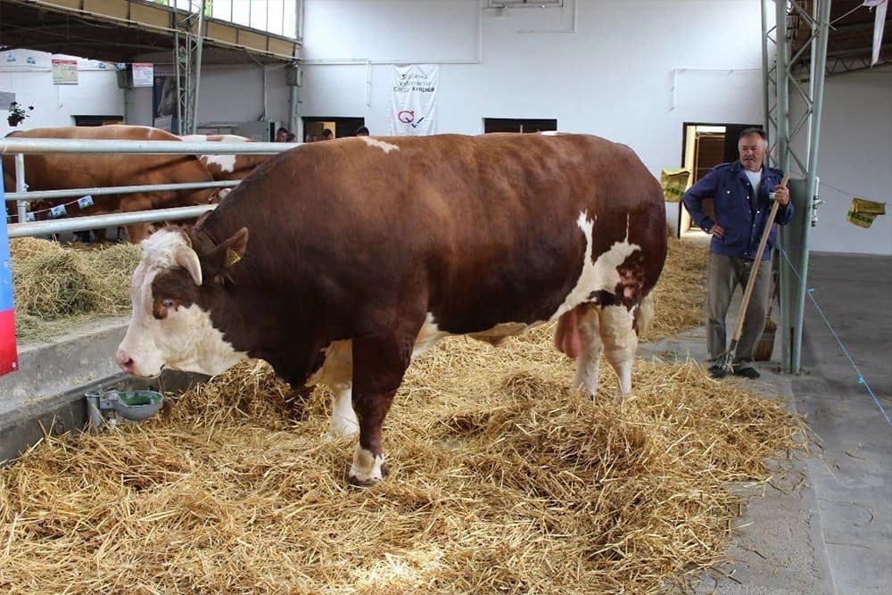 Sve je stalo, samo bikovi rastu