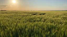 Proljetne bolesti ječma - Siva i mrežasta pjegavost