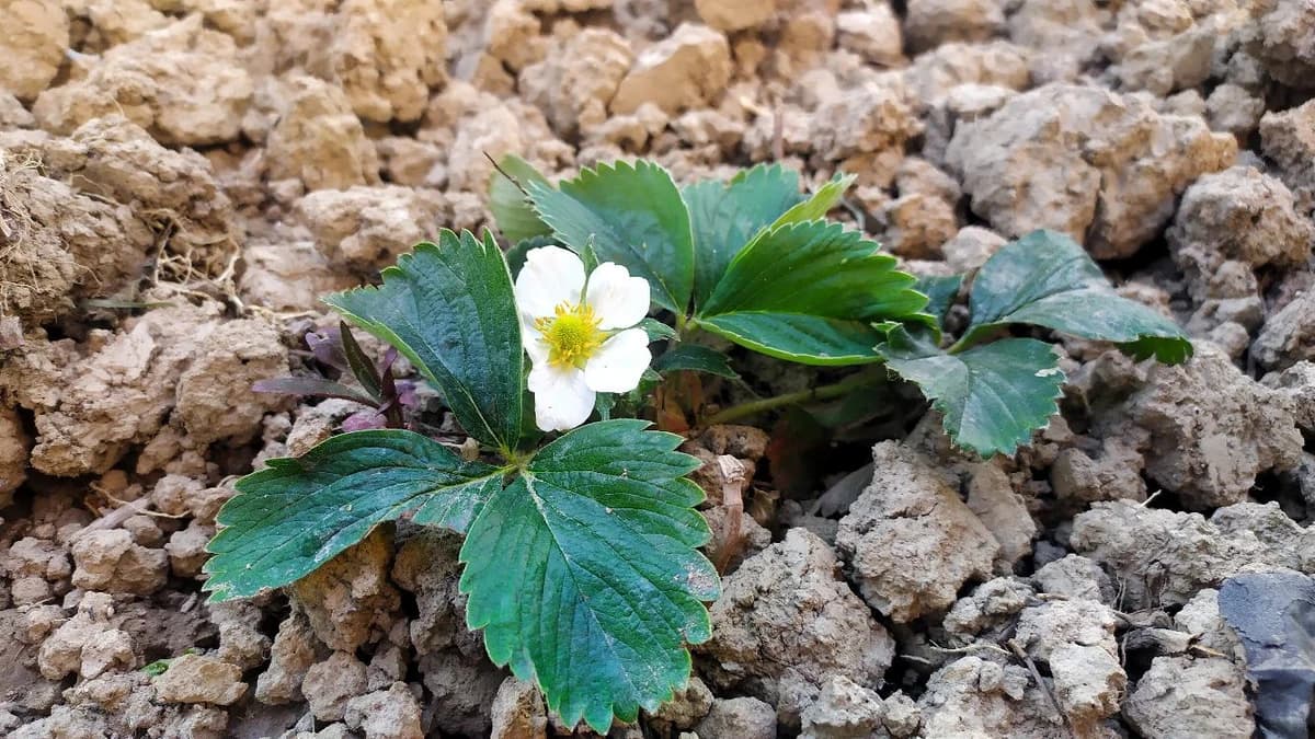 Jagoda/Strawberry