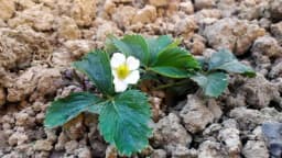 Regulisanje rodnosti jagode uklanjanjem lišća i rezidbom bokora