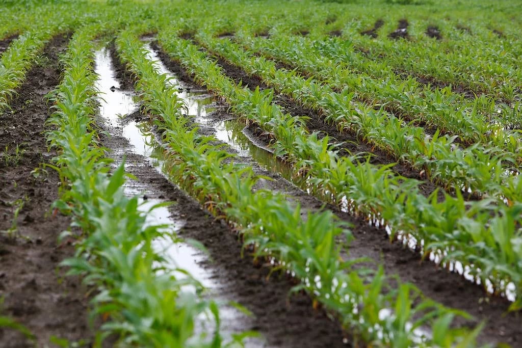 Negativne strane monokulture u proizvodnji kukuruza