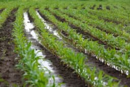 Negativne strane monokulture u proizvodnji kukuruza