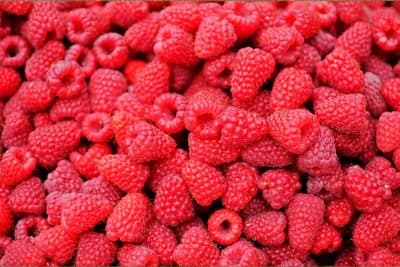 Nova sorta maline sa prinosom od 25-30 t po hektaru