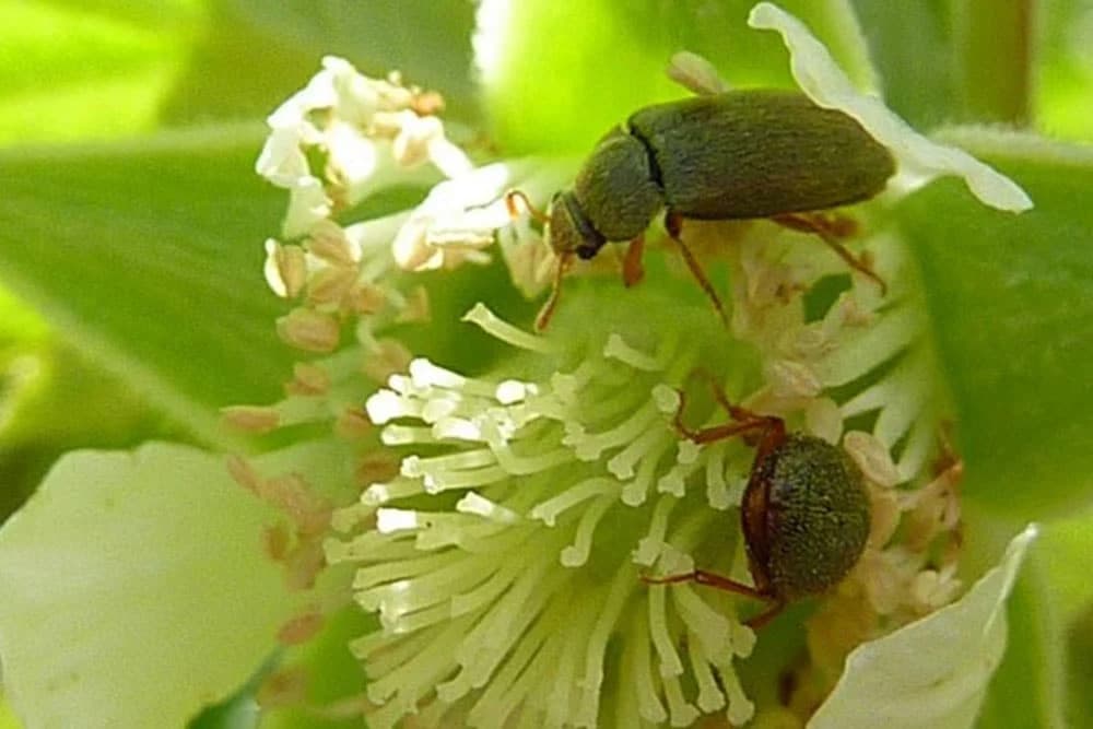 Malinina buba (Byturus tomentosus) i njeno suzbijanje