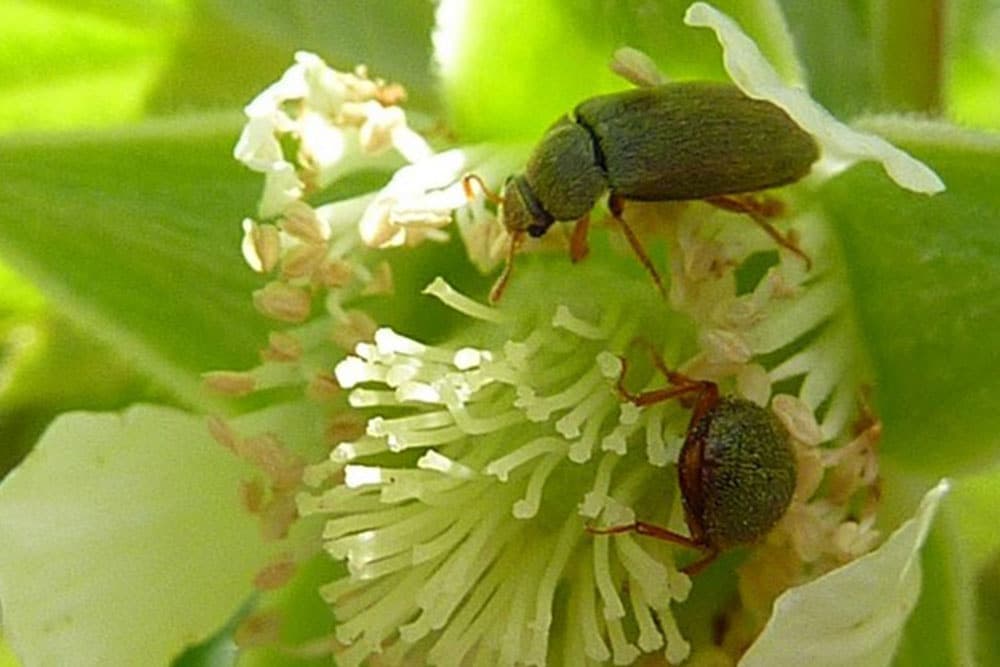 Malinina buba (Byturus tomentosus) i njeno suzbijanje