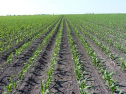 Sjetva kukuruza u hladnu zemlju nije dobra odluka