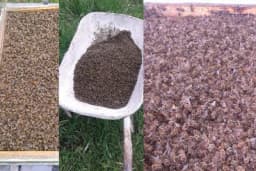 /FOTO/ Pomor pčela u Kikindi