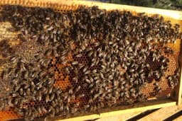 Kako se obavlja proširivanje pčelinjeg legla?