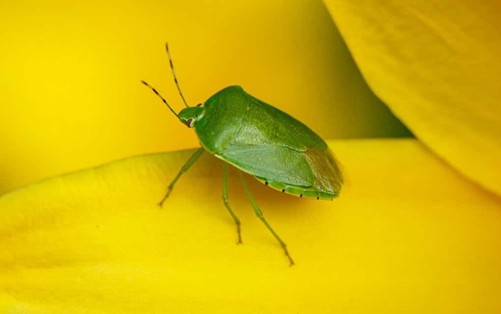 Trikovi za suzbijanje smrdibuba