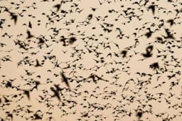 Spriječite ptice da nanose štete usjevima i plodovima