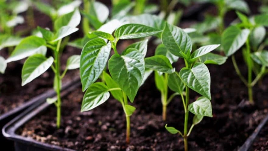 Šta je sve potrebno odraditi prije sjetve rasada paprike?