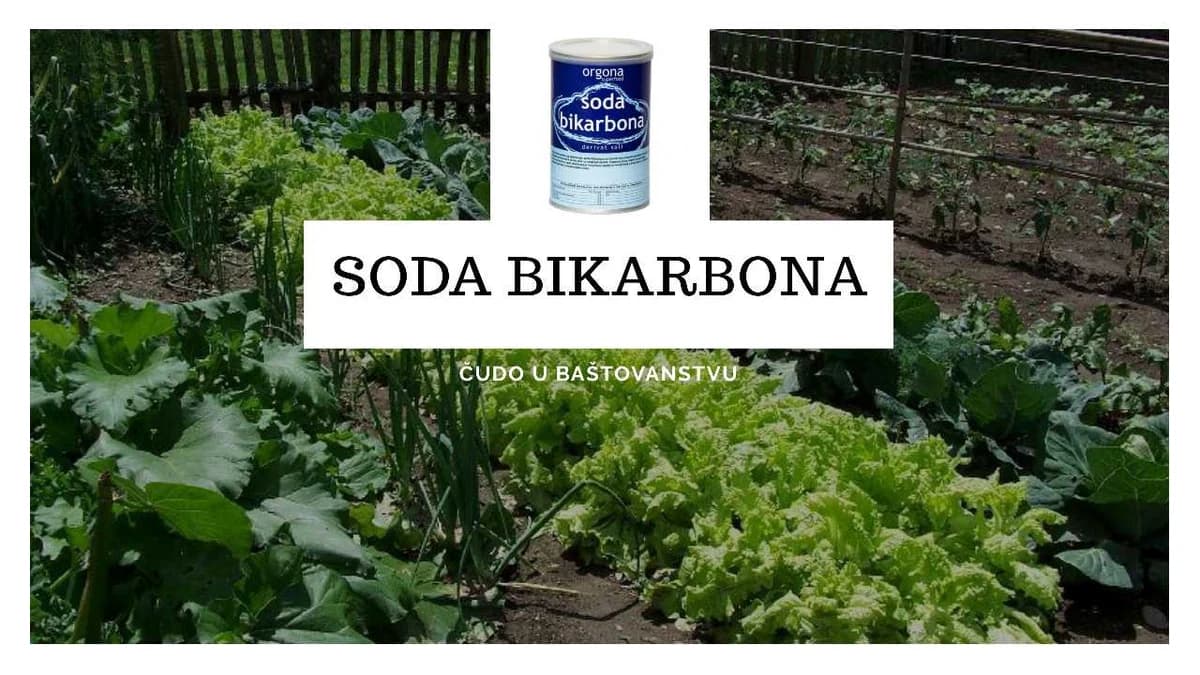 SODA BIKARBONA pravo čudo u baštovanstvu - u stanju je da NAHRANI biljke, a ODBIJE štetočine