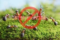 Riješite se mrava u baštama i okućnicama