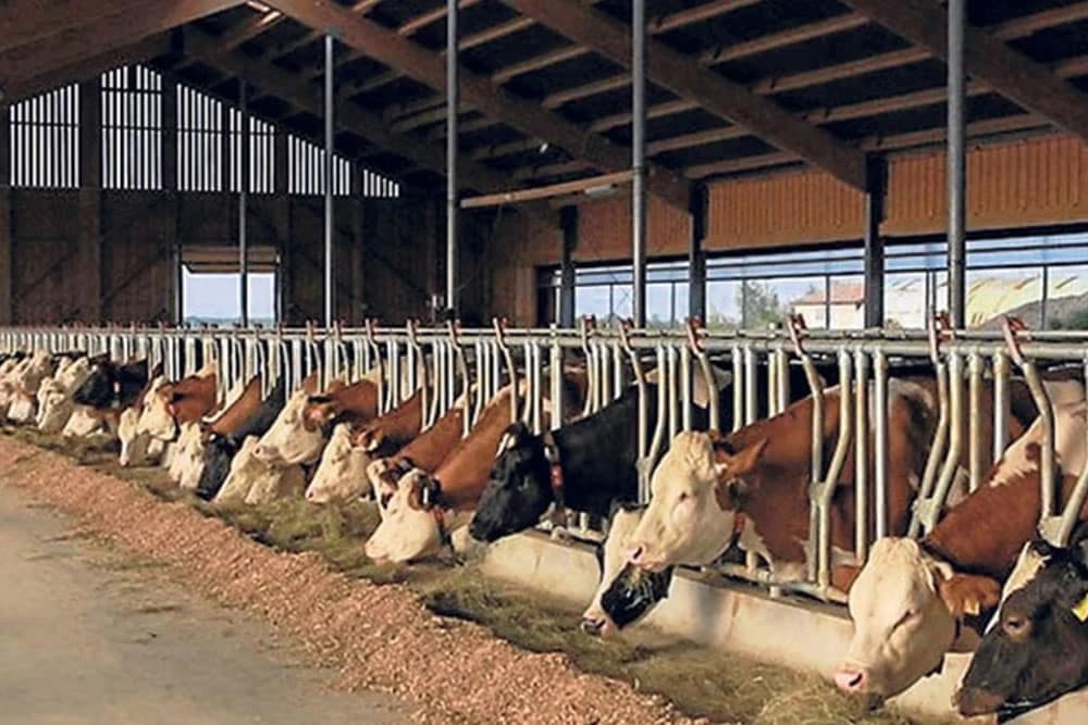 Kako prepoznati bolesti kod krava