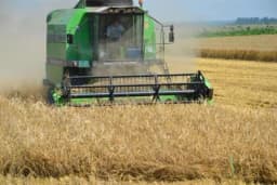 Počela žetva ječma, pšenice za 10-15 dana