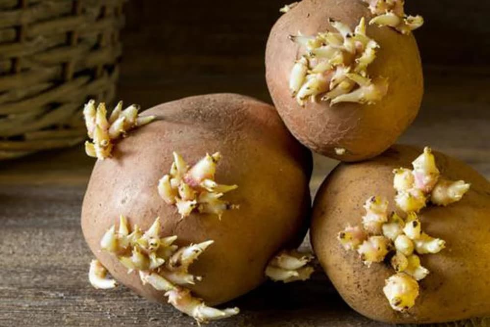 Evo kako da spriječite klijanje krompira