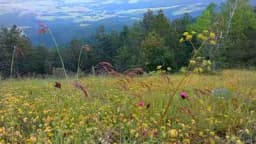 Savjeti stručnjaka: Oprez sa samoniklim biljem! Obavezno pročitajte ovaj tekst