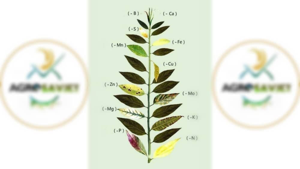 Vizuelni nedostatak hranljivih elemenata