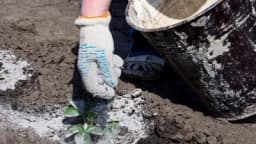 Kako napraviti prirodna đubriva