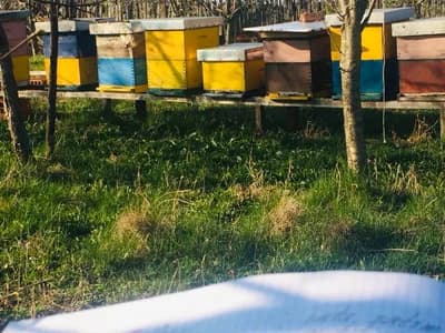 Pčelari traže veće podsticaje i preventivne preglede pčela zbog zaraznih bolesti