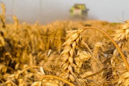 Osnovno đubrenje pšenice za bolji prinos