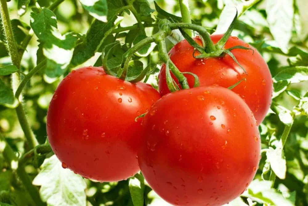 Uskoro svemirski paradajz