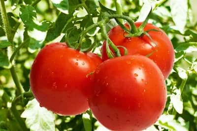 Uskoro svemirski paradajz