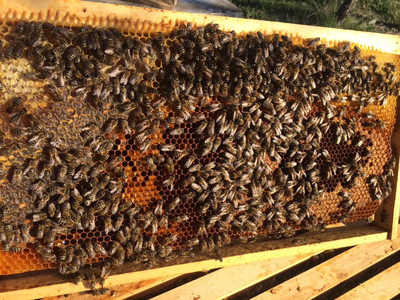 Kako se boriti protiv osa i stršljena na pčelinjaku