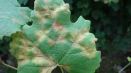 Plamenjača i pepelnica na vinovoj lozi - zaštitite vinograd