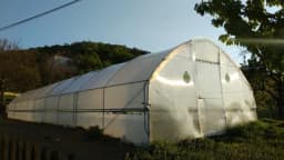 Dezinfekcija plastenika - Mjera koja će smanjiti bolesti u zaštićenom prostoru