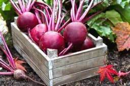 KASNA SJETVA CVEKLE - Evo o čemu je potrebno voditi računa za dobar prinos