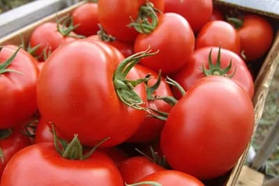 3 trika koja će vam olakšati kupovinu paradajza