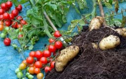 Da li ste čuli za ovo povrće - duo krompira i paradajza