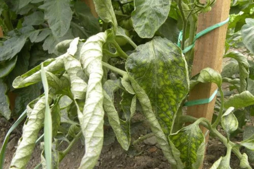 UVIJANJE listova paradajza - NE nije u pitanju BOLEST!