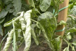 UVIJANJE listova paradajza - NE nije u pitanju BOLEST!