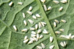 Bijela leptirastra vaš - štetočina koja uništava povrće