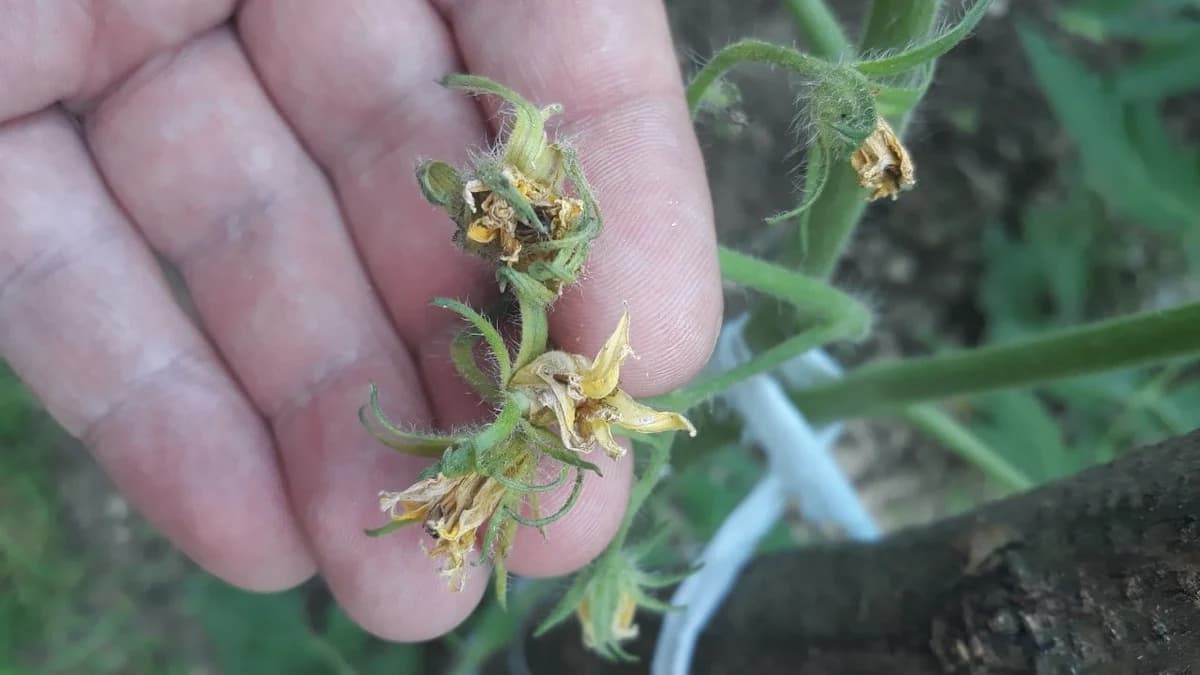 Cvijet i plod paradajza opada - koji su uzroci?